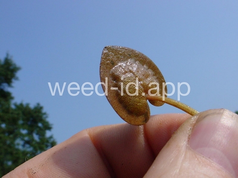 frogbit, American